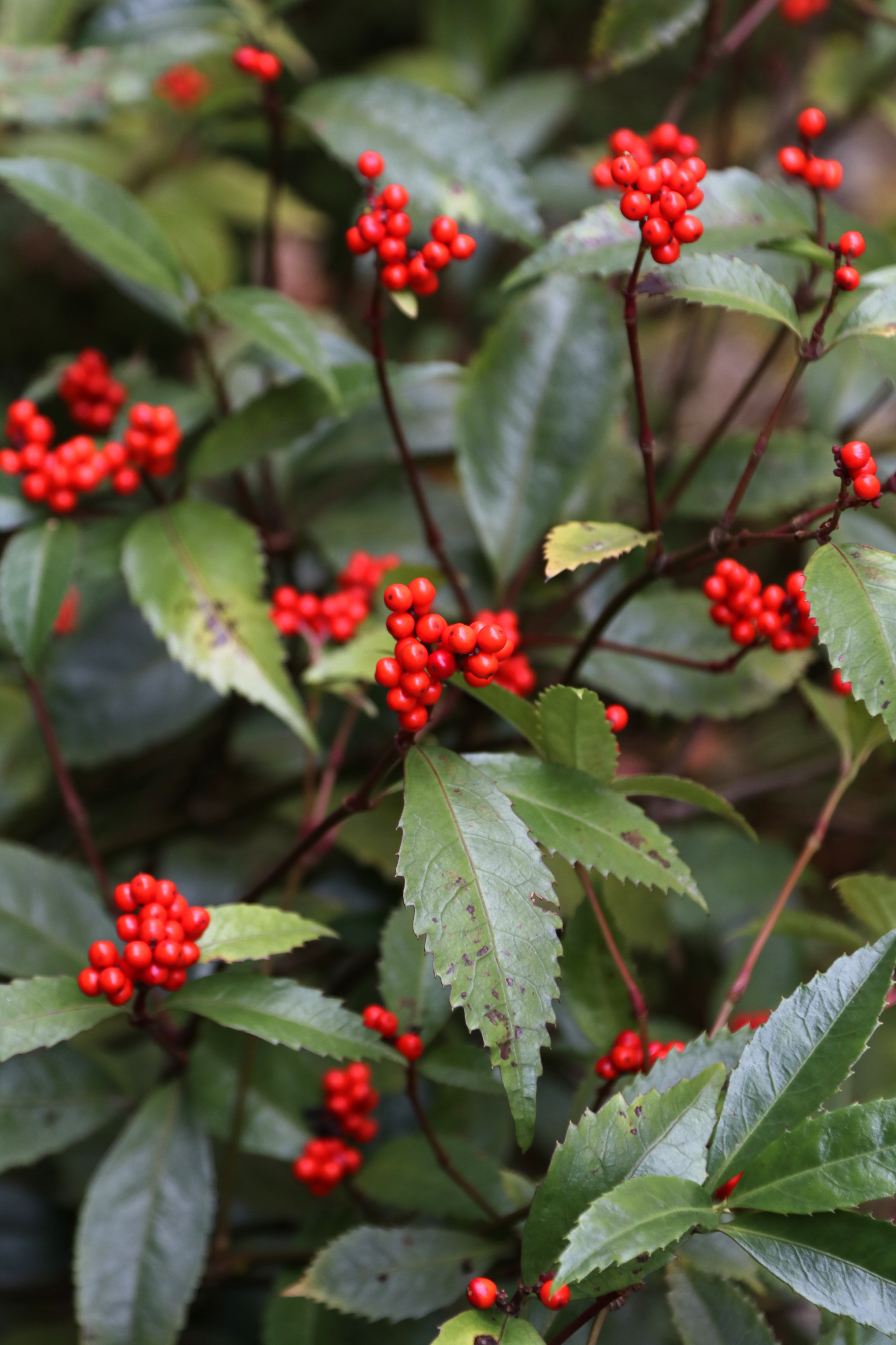 お知らせ①写真